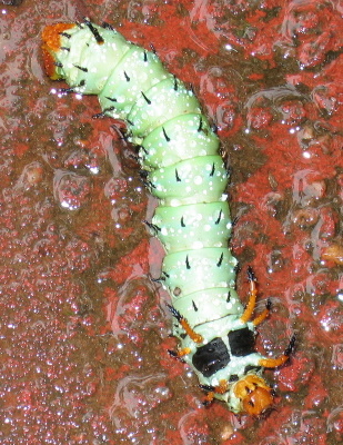 caterpillar