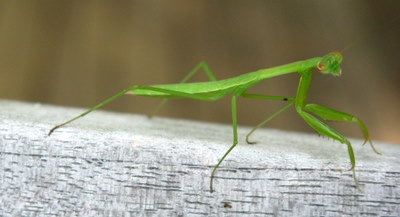 mantis